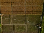 Drone view shows a hose lying near a well on a paddy field, as the government urged farmers to immediately replant their plots, responding to the erratic forces of weather for a possible prolonged dry spell linked to El Nino.