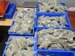 Customs seize 15.38 kg hydroponic weed hidden in geysers at Delhi Airport