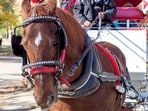 Horse carriage ban calls grow in New York after a horse named Deniz collapsed and died in Central Park (Pexel/Representative image)