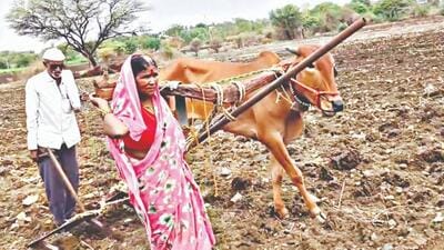 Latur farmer who yoked his wife gets bull from government Latur farmer who yoked his wife gets bull from government