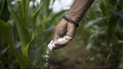 Haryana agriculture minister Shyam Singh Rana warned that hoarding and black marketing of fertilisers will not be tolerated.