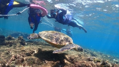 Snorkelling with sea turtles and exploring the marine life at Xiaoliuqiu Island remains one of the best experiences in Taiwan
