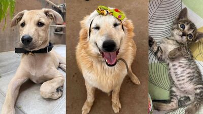 These furry friends, in Delhi-NCR, are searching for forever homes. Won’t you bring them home?