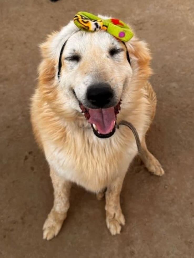 Minnie is a nine-year-old senior indie mix.