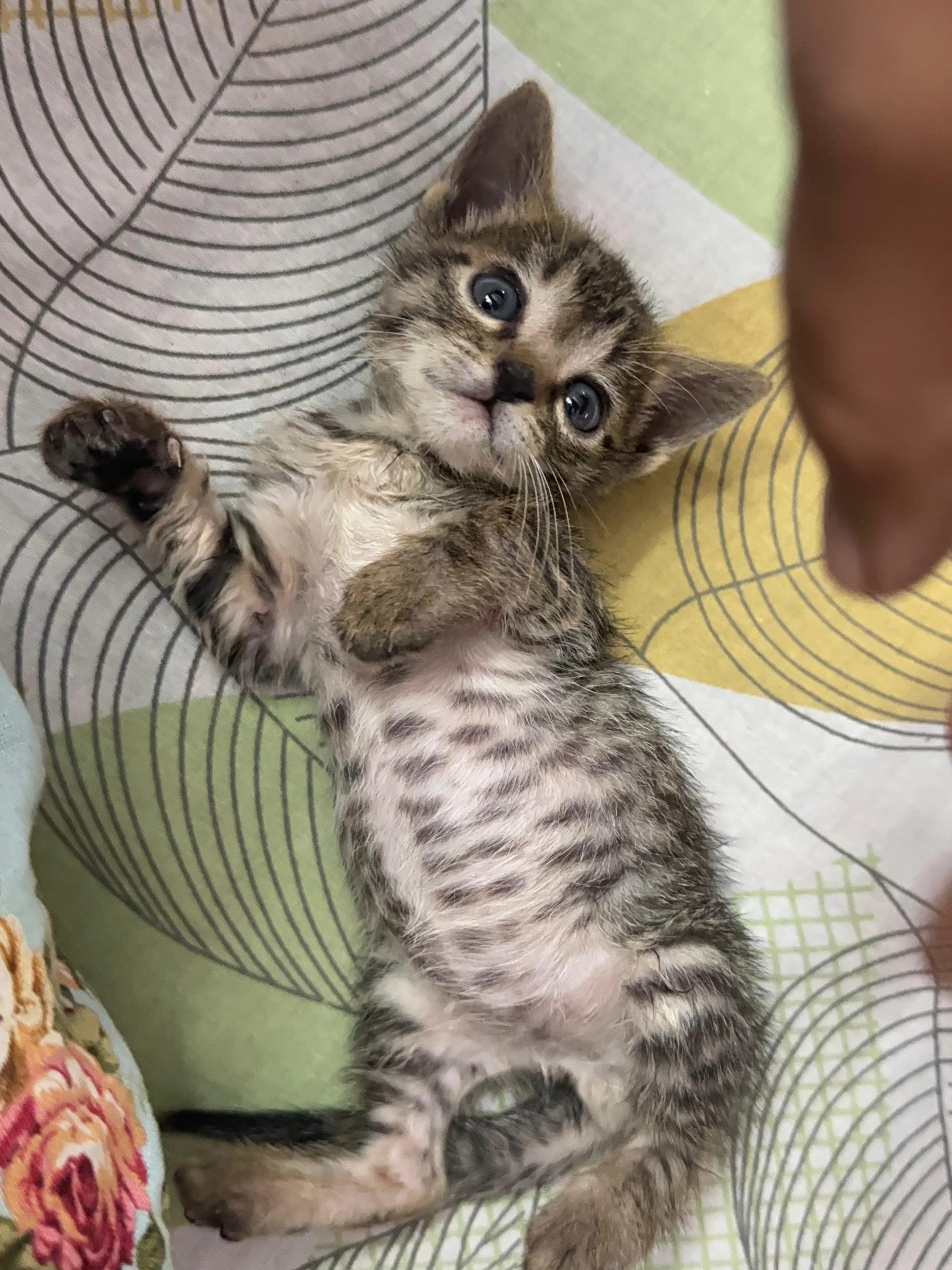 Joy is a one month old Indie kitten.
