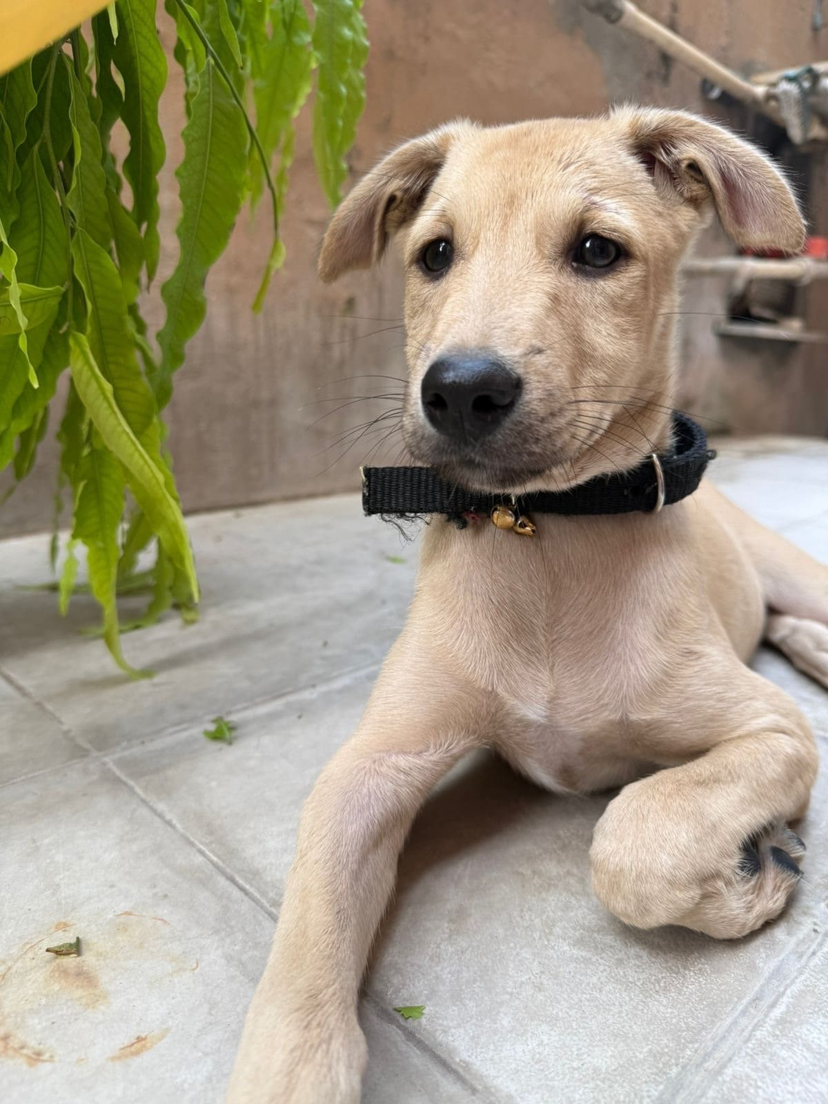 Bulbul is a four months old indie with a Lab-like appearance.