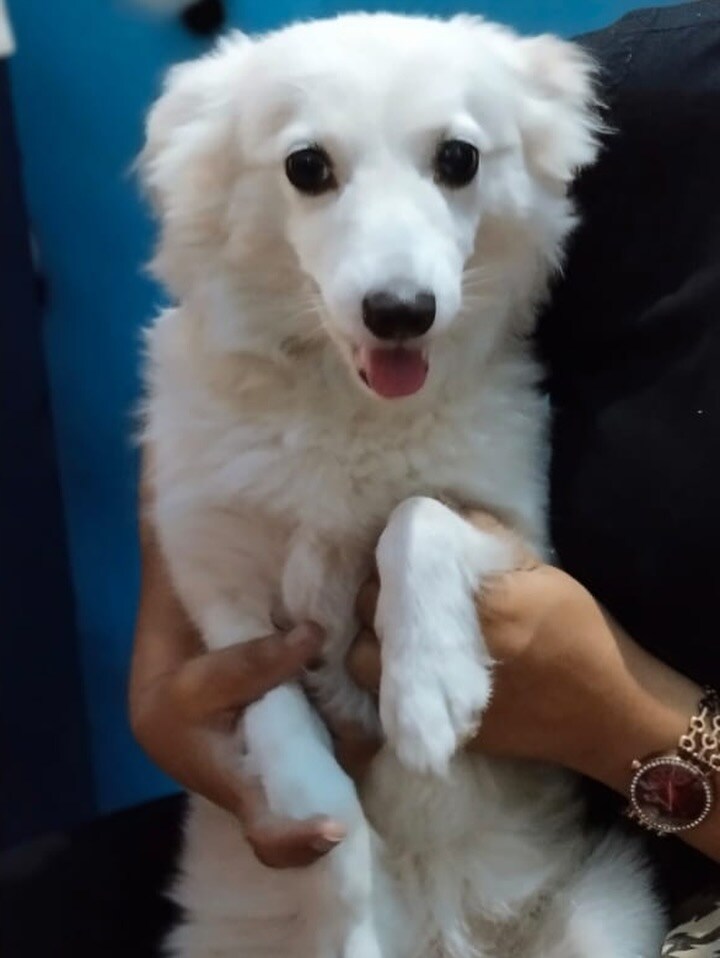 Doodle is a two-and-a-half years old Pomeranian.