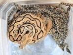 The rescued snakes. (Sourced)