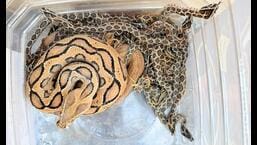Rajasthan: 23 Russell’s vipers, including 22 newborns, rescued from Udaipur village