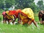 A group of women farmers working in a field at a village in the Soraon area of Prayagraj. (FOR REPRESENTATION)