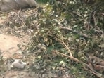 District forest department officials said the matter came to the department’s notice through its field staff, following which an inspection team was deployed. (HT Photos)