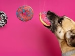 Pet parents are increasingly ditching traditional bakeries for specialised pet patisseries. (SHUTTERSTOCK)