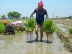 The paddy transplantation process got underway in Punjab on June 1. (PTI File)