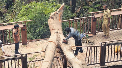 Mumbai, India - June 12, 2026: A large tree fell on "Nature Trail", no injuries were reported in the incident at Malabar Hill in Mumbai, India, on Friday, June 12, 2026. (Photo by Anshuman Poyrekar/Hindustan Times) (Anshuman Poyrekar/HT Photo)