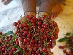 A farmer displays cherries in an orchard in Ganderbal, some 30 kms from Srinagar. (Waseem Andrabi /HT)