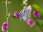Gram it: A pierrot butterfly was recently spotted perching on a flower in the Aravalli range in Gurugram, Haryana. Do you know that the efforts made over the past few years have increased the butterfly population in Delhi? In 2025, 70 species of butterflies were found, compared to 68 in 2024.  