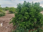 Trees (Sanjeev Kumar/HT)