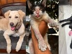 These furry friends, in Delhi-NCR, are searching for forever homes. Won’t you bring one home?