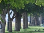 Shade of trees(Vipin Kumar/ Hindustan Times)
