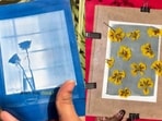 Cyanotypes 