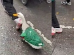 Duck in a jersey 