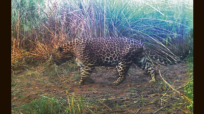 A leopard in Sukhna sanctuary, captured on November 26 last year. (WII-CAP CELL 2025) A leopard in Sukhna sanctuary, captured on November 26 last year. (WII-CAP CELL 2025)