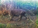 A leopard in Sukhna sanctuary, captured on November 26 last year. (WII-CAP CELL 2025)