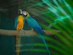 Blue and Yellow Macaws Birds getting a shower on a harsh sunny afternoon at Delhi Zoo in New Delhi, India, on Friday, April 24, 2026.