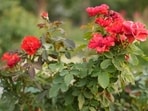 Blooms at the Janeshwar Mishra Park
