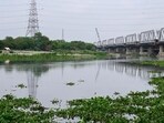 Green waste, including water hyacinth removed from the river, was transported to designated processing facilities for scientific treatment and disposal. (HT Archive)