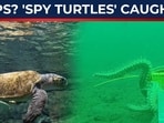 'Spy turtles' & 'spy fish' near China's coast: Xi busts Taiwan's desperate… 'Spy turtles' & 'spy fish' near China's coast: Xi busts Taiwan's desperate…