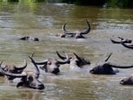 The wild water buffalo (Sourced)