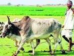 A farmer in Kota engaged in the cultivation of Kharif crops. (HT Photo)