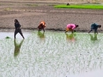 Farmers sowing paddy on a field in Ludhiana on Monday. (Gurpreet Singh/HT) Farmers sowing paddy on a field in Ludhiana on Monday. (Gurpreet Singh/HT)
