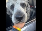 LAPD dog shooting: Jameson's family claims he ‘wasn’t aggressive,’ was simply ‘moving toward the officer'(GoFundMe)