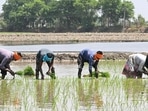 2026 is likely to have a rainfall deficit which will be much larger than what has been the case in the recent past. This will matter for agricultural production in the current and next two cropping seasons. (AFP)