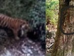 A trap camera recently caught a Royal Bengal tiger in the forests of Paonta Sahib in Himachal Pradesh and claw marks of the big cat on a tree, indicating it has frequented the zone bordering Uttarakhand.