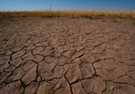 FILE - Drought-stressed wheat plants stand adjacent to parched ground in a field near Macksville, Kan., May 16, 2026.(AP)