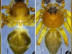 The new lynx spider discovered in Meghalaya. (Sourced) The new lynx spider discovered in Meghalaya. (Sourced)