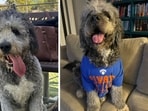 Owner of Jameson, family dog killed by LAPD, demands ‘accountability' Owner of Jameson, family dog killed by LAPD, demands ‘accountability'