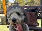 Nithya Raman condemns LAPD dog shooting in Canoga Park, calls for bodycam footage to be released(Image provided by Marie Marseille)