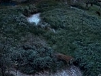A tiger captured on a camera in Paonta Sahib forests.