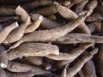 Cassava, also known as manioc or yuca, is a woody shrub prized for its starchy, calorie-rich root tubers. (WIKIMEDIA)