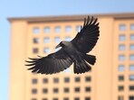 Crow in a strong wind (Prerna Jain)