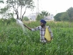 Entire agricultural systems can change when farmers are given the knowledge and confidence to experiment for themselves. This is worth remembering because the original Green Revolution did not spread overnight either. (AFP)