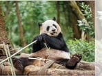 Giant panda population has nearly doubled, all thanks to humans monitoring their dating lives and analysing their poop. (SHUTTERSTOCK)
