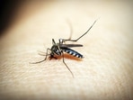 Redness and swelling from mosquito bite is a sign of the immune system being triggered, shares Dr Sood. 