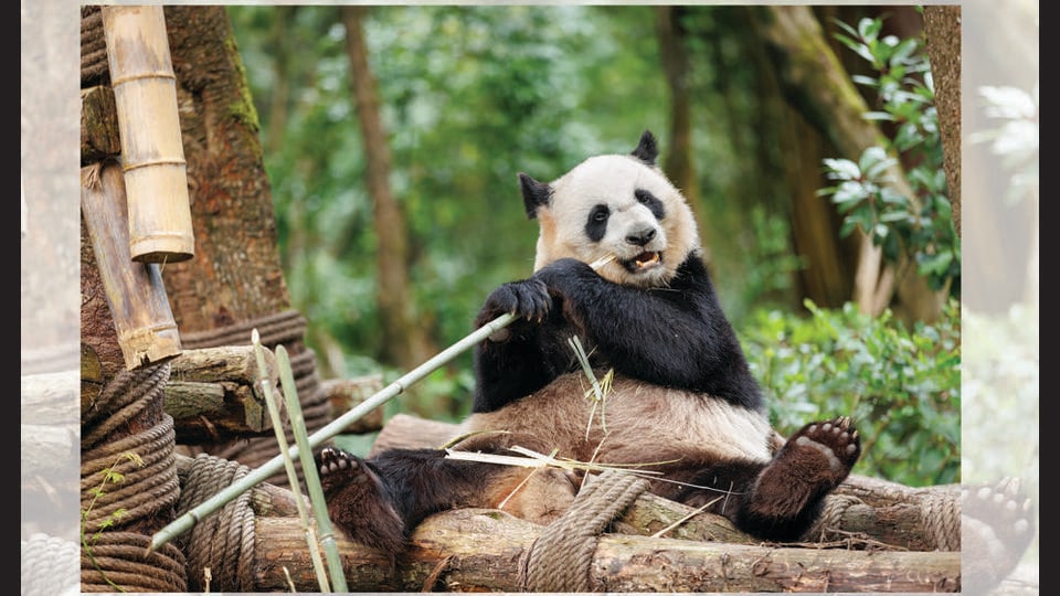 Giant panda population has nearly doubled, all thanks to humans monitoring their dating lives and analysing their poop. (SHUTTERSTOCK)