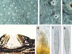 Pune scientists discover new lichen species in Western Ghats