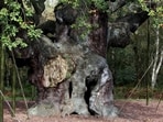 A 1,200-year-old Major Oak tree, where Robin Hood allegedly used as a hide out, stands in Sherwood Forest near Nottinghamshire, England, on Oct. 19, 2007. 